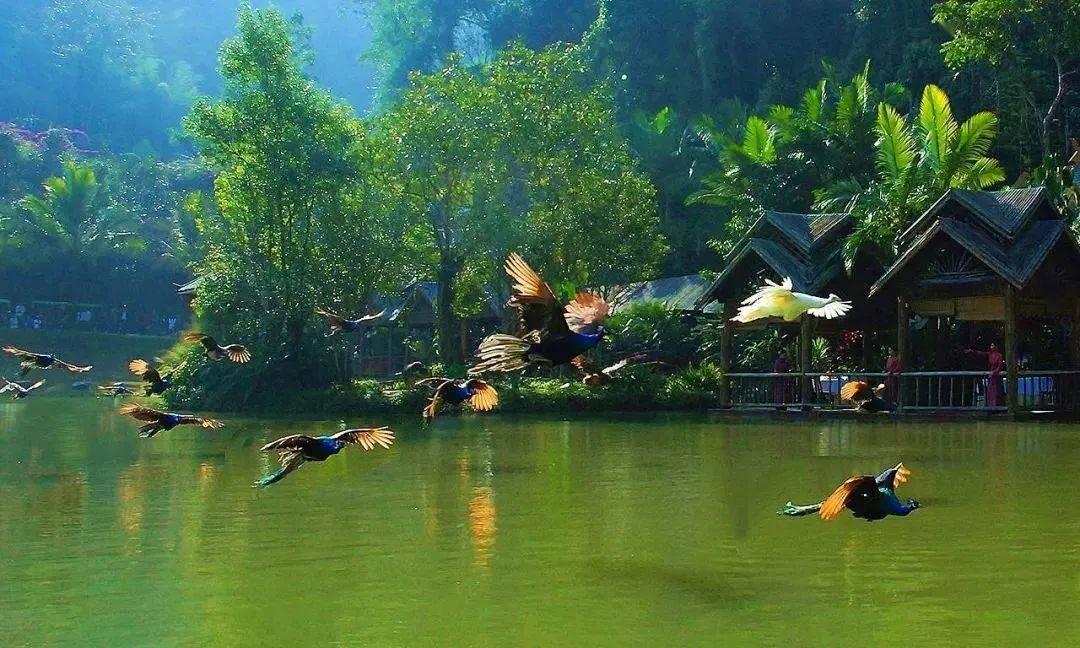 你喜欢吃西兰花吗？西兰花怎么做好吃？游戏画面
